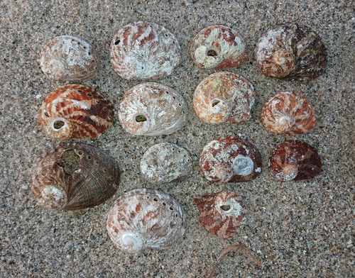 staircase abalone