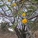 Acacia farnesiana