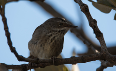 Sericornis maculatus