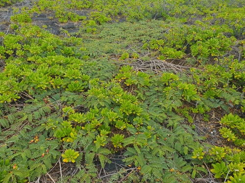 Sesbania tomentosa, photograph 4