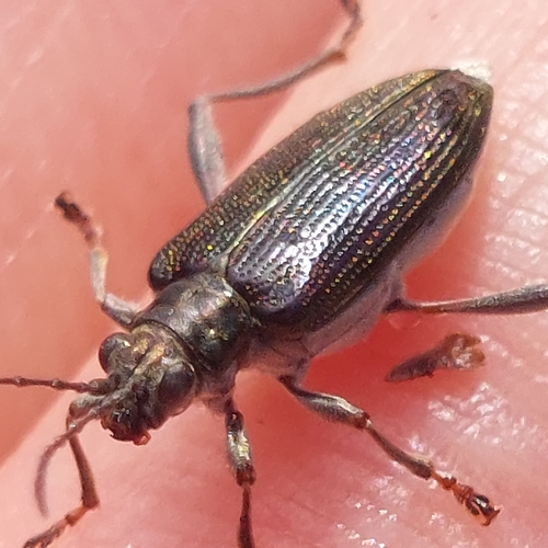 Donacia crassipes