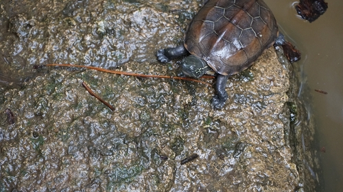 Chinese Pond Turtle