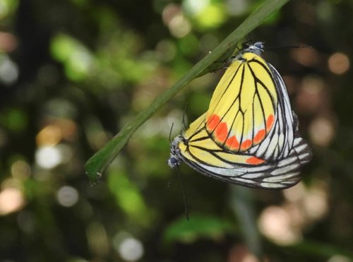 ベニモンカザリシロチョウ (Delias hyparete) · iNaturalist