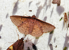 Aglaopus