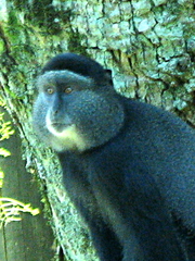 Cercopithecus mitis stuhlmanni