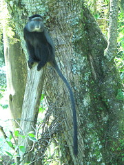 Cercopithecus mitis stuhlmanni
