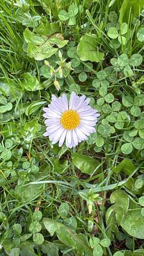 Lawn daisy