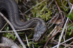 Vipera seoanei
