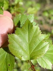 Crataegus margarettae