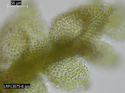 Cololejeunea hodgsoniae