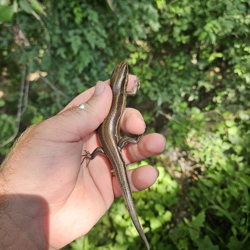 Broad-headed Skink observed by lordsuperbeast