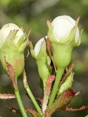 Crataegus margarettae