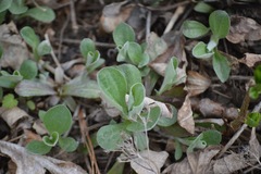Antennaria parlinii
