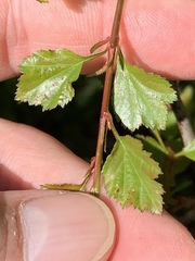 Crataegus margarettae