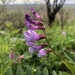 American Vetch - Photo (c) Andrea Romero, some rights reserved (CC BY), uploaded by Andrea Romero