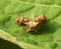 Alosextius carinatus