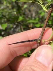 Crataegus margarettae