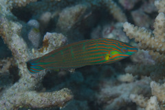 Halichoeres melanurus