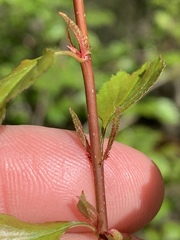 Crataegus margarettae