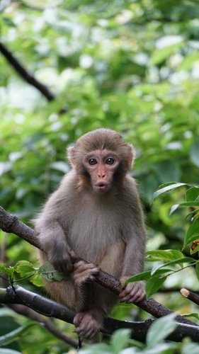 Rhesus Macaque
