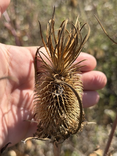 Dipsacus sativus, photograph 3