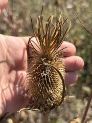 Dipsacus sativus, photograph (c) Ian McFaul, some rights reserved (CC BY)