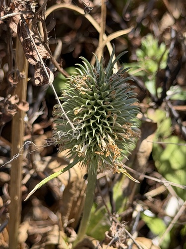 Dipsacus sativus, photograph 4