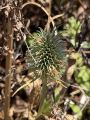 Dipsacus sativus, photograph (c) Ian McFaul, some rights reserved (CC BY)