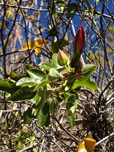 Passiflora manicata
