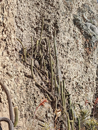 Borzicactus sepium