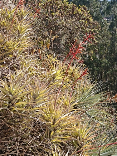 Tillandsia divaricata