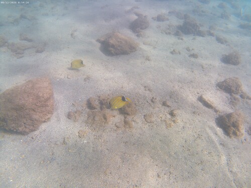 Chaetodon fremblii observed 2026-08-12
