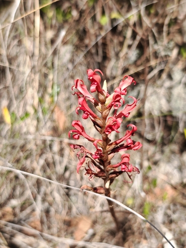 Porphyrostachys pilifera