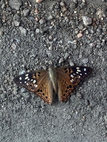 Hackberry Emperor