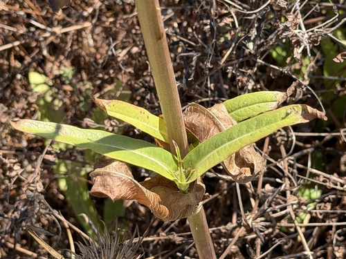 Dipsacus sativus, photograph 5