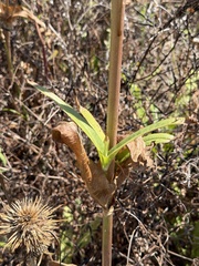 Dipsacus sativus, photograph (c) Ian McFaul, some rights reserved (CC BY)