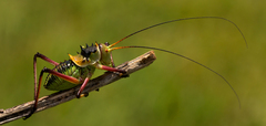 Acanthoplus discoidalis