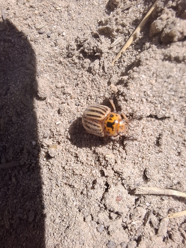 Colorado Potato Beetle