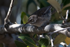 Sericornis maculatus