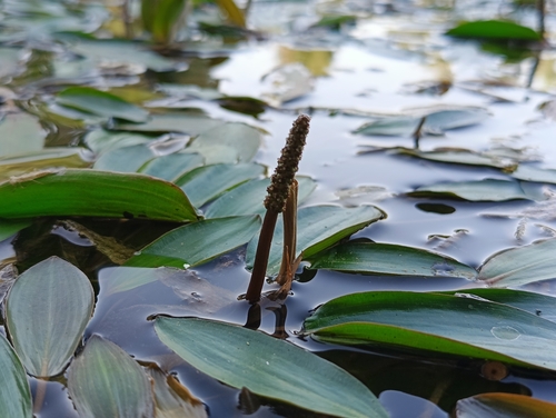 Longleaf Pondweed