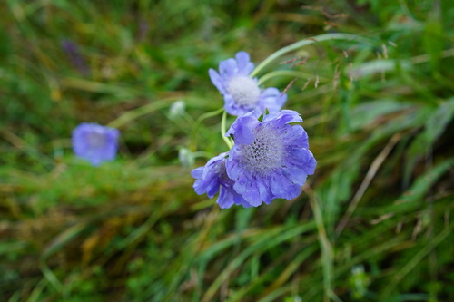Perennial Scabious