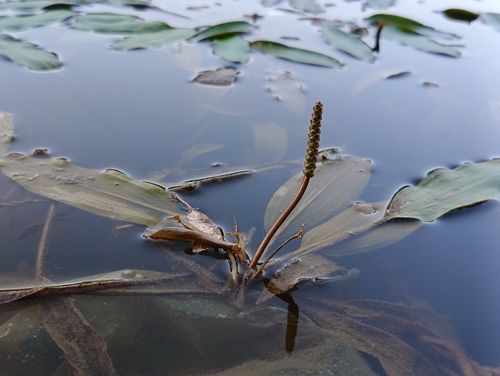 Longleaf Pondweed