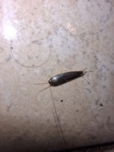 Common Silverfish
