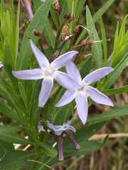 Amsonia