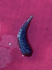 Haemopidae