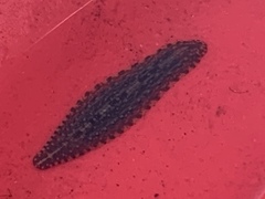 Haemopidae