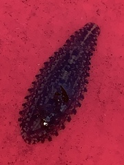Haemopidae