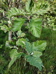 Scandosorbus