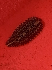 Haemopidae