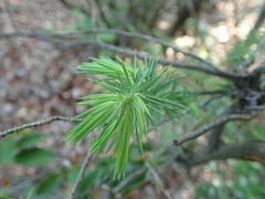 Juniperus rigida